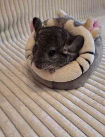 Шиншиллы Самые красивые редкие окрасы Донецк