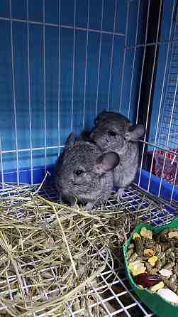 Шиншиллы Самые красивые редкие окрасы Донецк