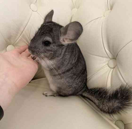 Шиншиллы Самые красивые редкие окрасы Донецк