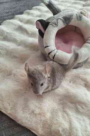 Шиншиллы Самые красивые редкие окрасы Донецк