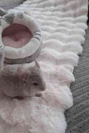 Шиншиллы Самые красивые редкие окрасы Донецк