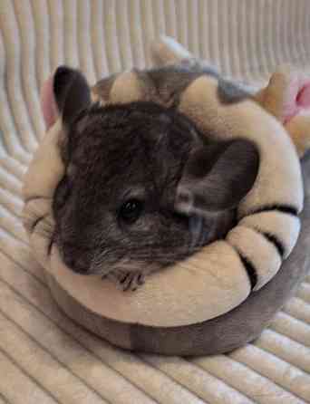 Шиншиллы Самые красивые редкие окрасы Донецк