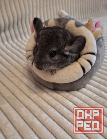 Шиншиллы Самые красивые редкие окрасы Донецк - изображение 5