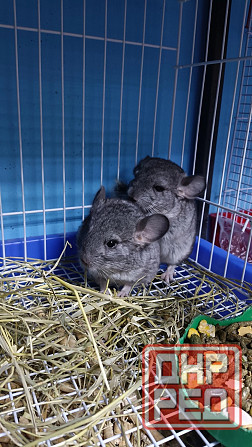 Шиншиллы Самые красивые редкие окрасы Донецк - изображение 6