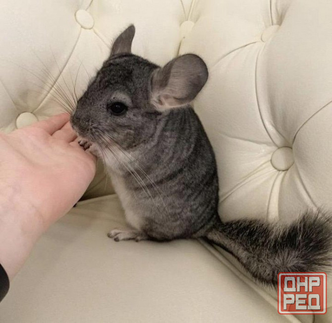 Шиншиллы Самые красивые редкие окрасы Донецк - изображение 4