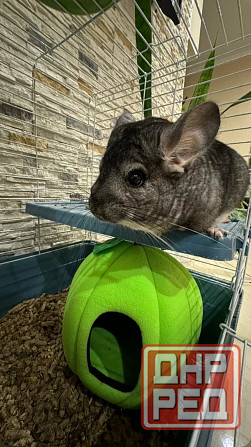 Шиншиллы Самые красивые редкие окрасы Донецк - изображение 8