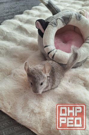 Шиншиллы Самые красивые редкие окрасы Донецк - изображение 3