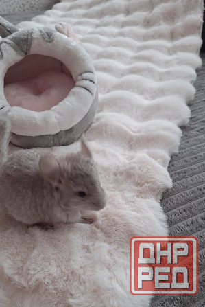 Шиншиллы Самые красивые редкие окрасы Донецк - изображение 2