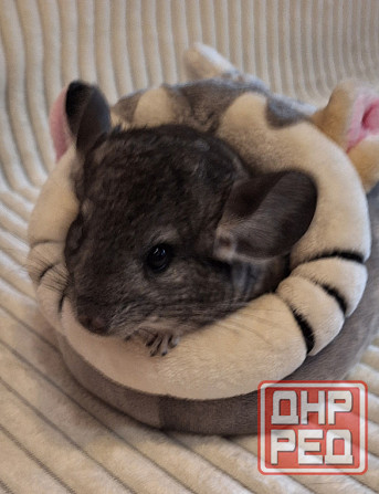 Шиншиллы Самые красивые редкие окрасы Донецк - изображение 1