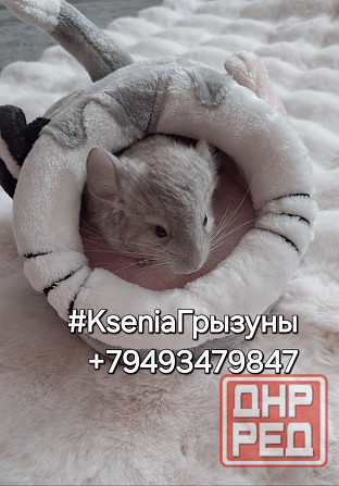 Шиншиллы Самые красивые редкие окрасы Донецк - изображение 7