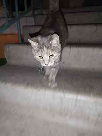 Котейка бесплатно Донецк