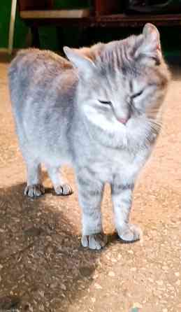 Котейка бесплатно Донецк