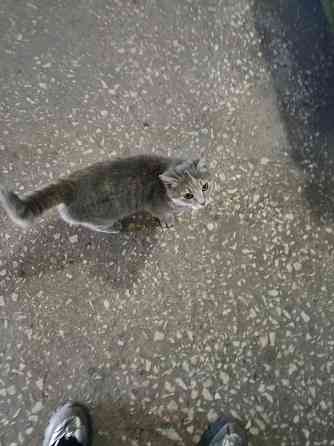 Котейка бесплатно Донецк