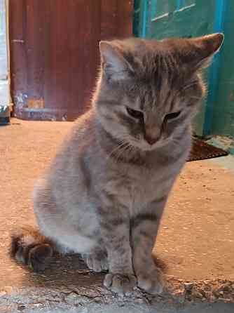 Котейка бесплатно Донецк