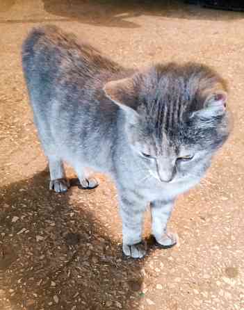 Котейка бесплатно Донецк