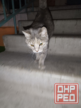 Котейка бесплатно Донецк - изображение 1