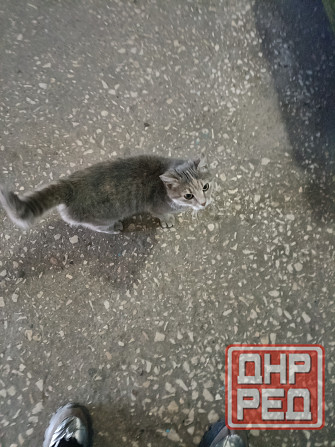 Котейка бесплатно Донецк - изображение 2