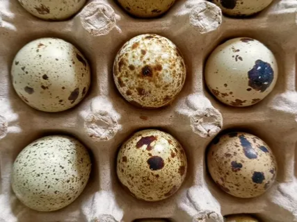 Продам птенчиков и яйца Амвросиевка