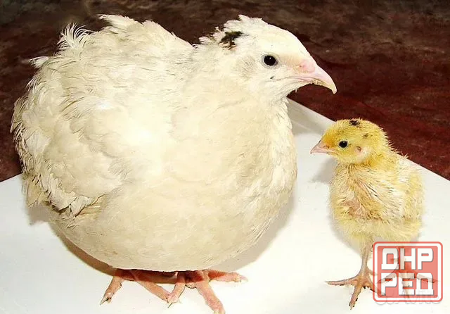 Продам птенчиков и яйца Амвросиевка - изображение 2