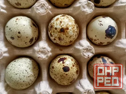 Продам птенчиков и яйца Амвросиевка - изображение 1