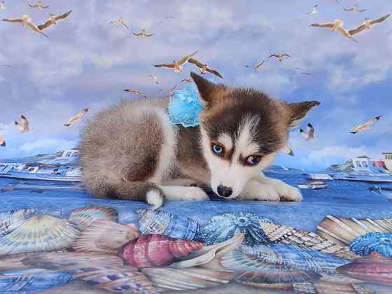 Крошка Маргошка (помски той до 5 кг взрослой). Донецк