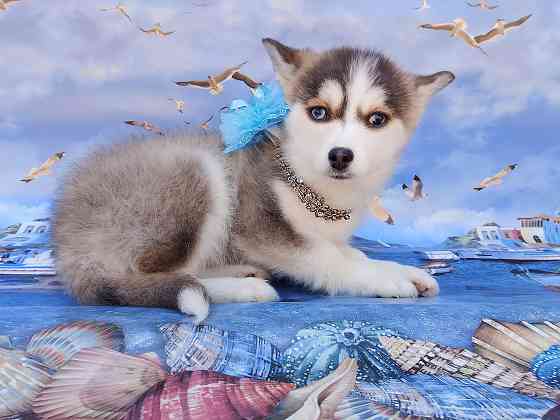 Крошка Маргошка (помски той до 5 кг взрослой). Донецк