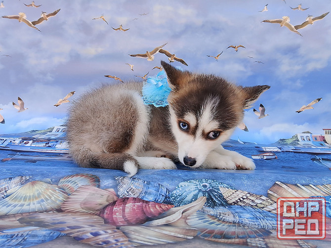 Крошка Маргошка (помски той до 5 кг взрослой). Донецк - изображение 3