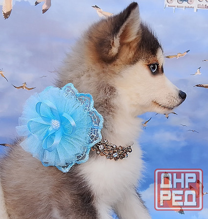 Крошка Маргошка (помски той до 5 кг взрослой). Донецк - изображение 2