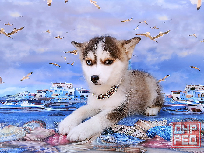 Крошка Маргошка (помски той до 5 кг взрослой). Донецк - изображение 4