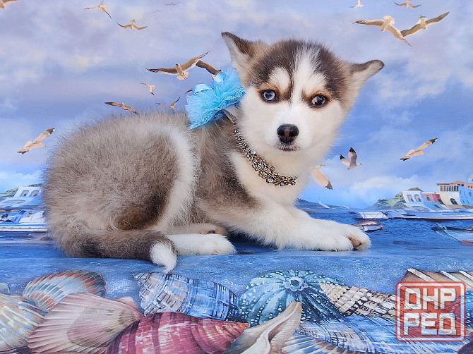 Крошка Маргошка (помски той до 5 кг взрослой). Донецк - изображение 1