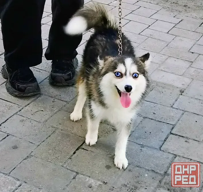 Крошка Маргошка (помски той до 4 кг взрослой). Донецк - изображение 7