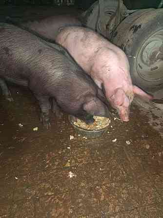 Продам поросят Донецк