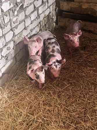 Продам поросят Донецк