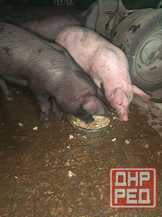 Продам поросят Донецк - изображение 2