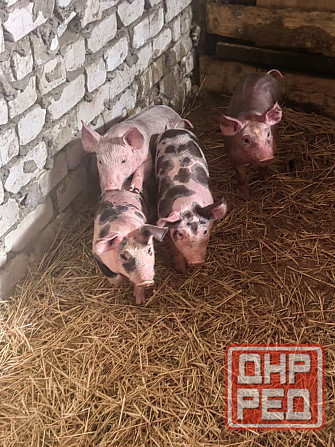 Продам поросят Донецк - изображение 1