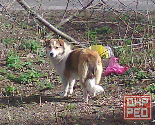 Действительно балансирует* Донецк - изображение 1