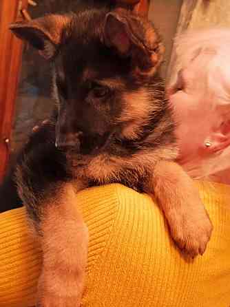 Щенки немецкой овчарки. Донецк