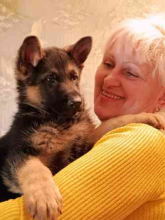 Щенки немецкой овчарки. Донецк