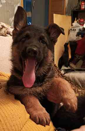 Щенки немецкой овчарки. Донецк