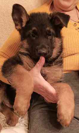 Щенки немецкой овчарки. Донецк