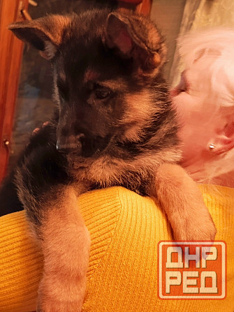 Щенки немецкой овчарки. Донецк - изображение 6