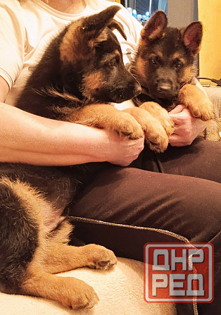 Щенки немецкой овчарки. Донецк - изображение 3