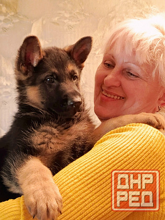 Щенки немецкой овчарки. Донецк - изображение 5