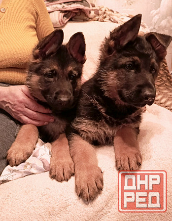 Щенки немецкой овчарки. Донецк - изображение 2