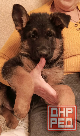 Щенки немецкой овчарки. Донецк - изображение 4