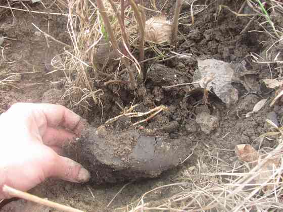 Шо деревья рентгеном "видят" Донецк