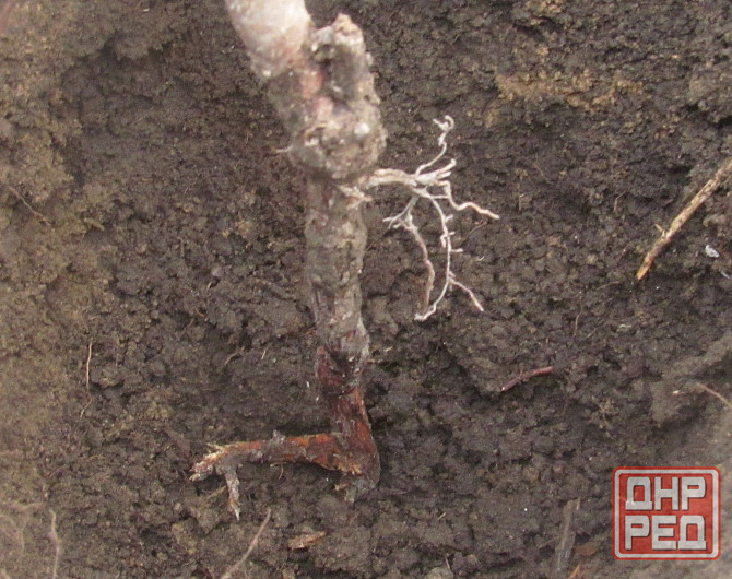 "Не скрою", для кого "плясать" Донецк - изображение 1