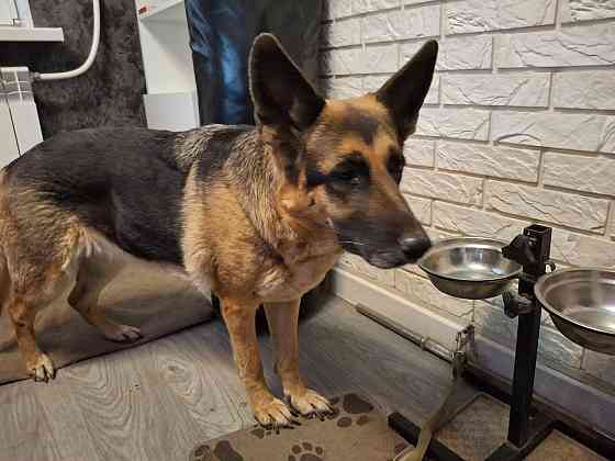 Отдам даром Немецкая овчарка 8 лет Макеевка