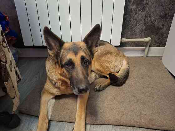 Отдам даром Немецкая овчарка 8 лет Макеевка