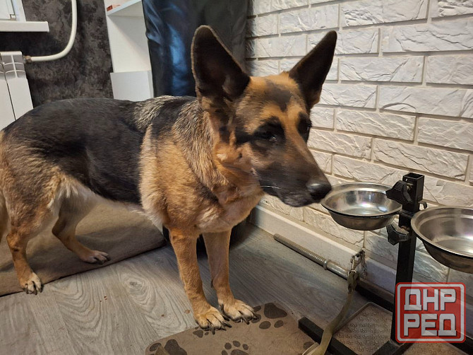 Отдам даром Немецкая овчарка 8 лет Макеевка - изображение 1